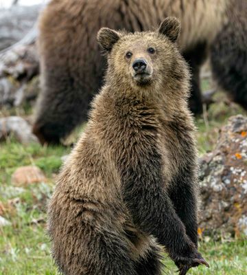 Snow's Cub Standing Up.jpg