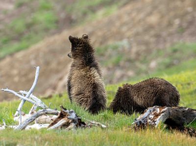 Snow's Cub Standing.jpg