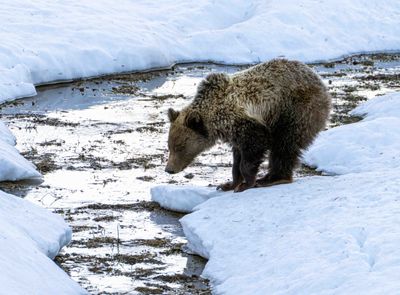 Snow's Cub Taking a Drink.jpg