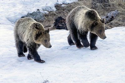 Snow's Cubs in the Snow Near Lake Butte Overlook.jpg