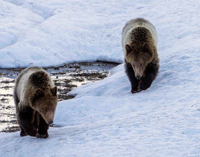 Snow's Cubs in the snow.jpg