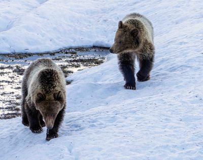 Snow's Cubs Walking Across the Snow.jpg