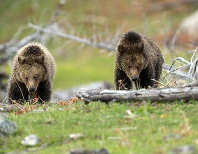 Snow's Cubs.jpg