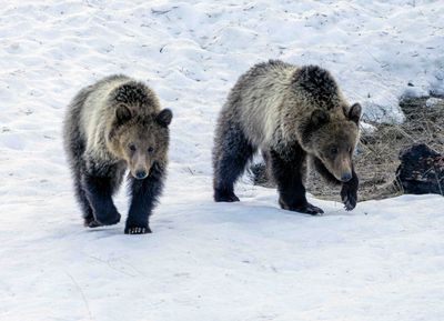 Snow's Twin Cubs Walking in the Snow.jpg