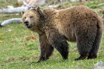The Grizzly Called Snow.jpg