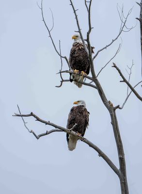 Two Bald Eagles in a Tree.jpg