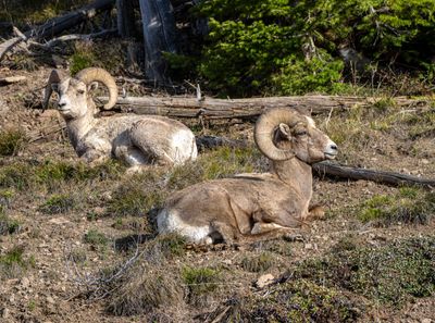Two Bighorn Rams on the Hillside.jpg