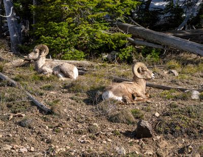 Two Bighorn Rams.jpg