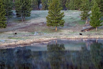 Two Black Bears at Floating Island Lake.jpg