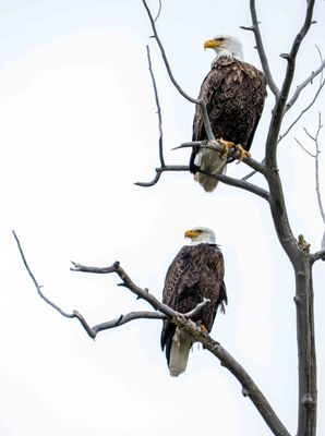 Bald Eagles