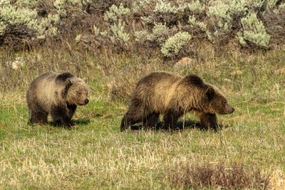 Two Grizzly Cubs at Tower Junction.jpg