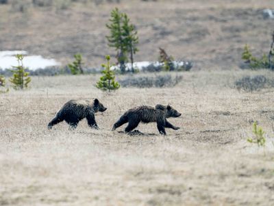 Two of Obsidian's Cubs Running.jpg
