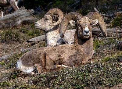 Two Rams.jpg