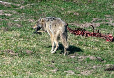 Wolf at Mud Volcano Beside Elk Spine.jpg