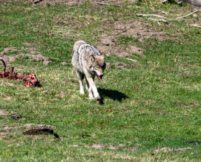 Wolf at Mud Volcano Walking Away from the Carcass.jpg