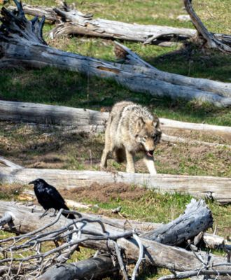Wolf at Mud Volcano.jpg
