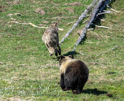 Wolf Being Chased by Young Grizzly at Mud Volcano.jpg