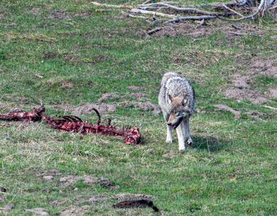 Wolf by What Was Left of an Elk Carcass at Mud Volcano.jpg