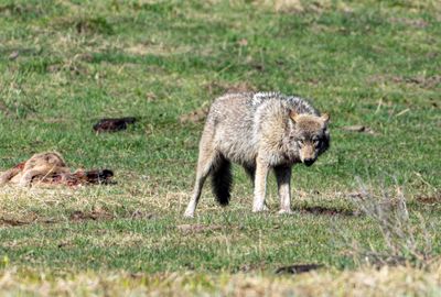 Wolf Glare at Mud Volcano.jpg