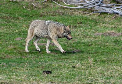 Wolf Heading to the Right.jpg