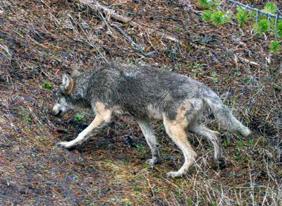 Wolf Heading Uphill.jpg
