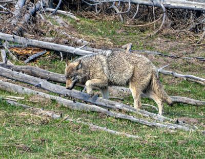 Wolf High-Stepping.jpg