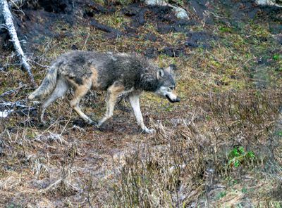 Wolf in the Canyon Area.jpg