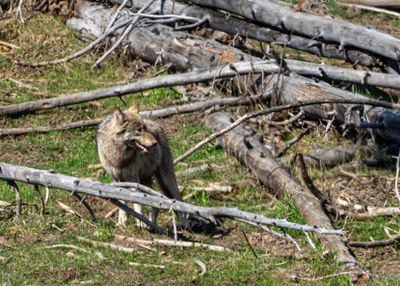 Wolf in the Dead Trees.jpg