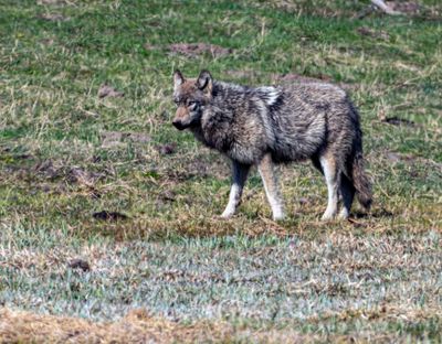 Wolf in the Grass.jpg