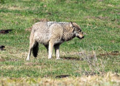 Wolf Licking His Lips at Mud Volcano.jpg