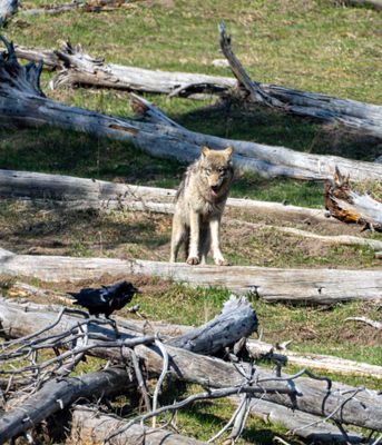 Wolf Looking at a Raven.jpg