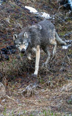 Wolf Near Canyon Vertical.jpg