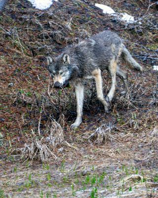 Wolf Near Chittenden Bridge vertical.jpg