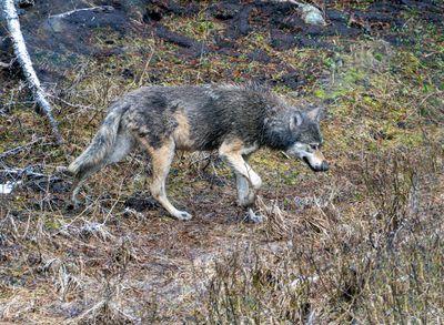Wolf Near Chittenden Bridge.jpg