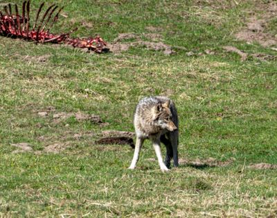 Wolf Near Mud Volcano.jpg