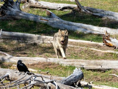 Wolf on a Log.jpg