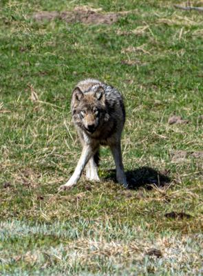 Wolf on the hill near Mud Volcano.jpg