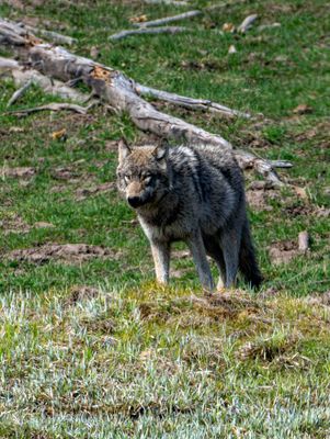 Wolf on the Hillside Near Mud Volcano.jpg