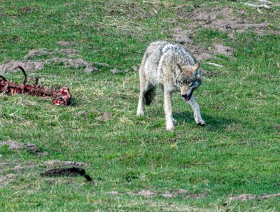 Wolf on the Lookout at Mud Volcano.jpg
