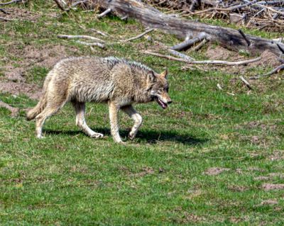 Wolf on the Move.jpg