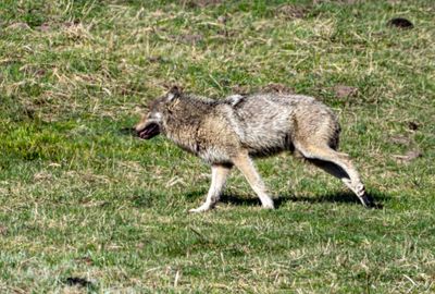Wolf on the Run.jpg