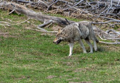 Wolf Pacing in the Grass.jpg