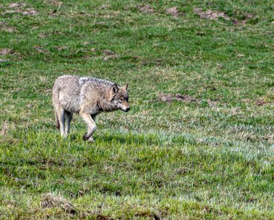 Wolf Pointer.jpg