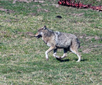 Wolf Prancing.jpg