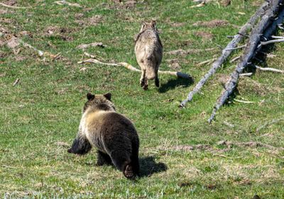 Grizzlies