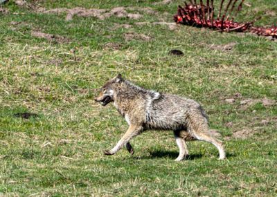 Wolf Spooked.jpg