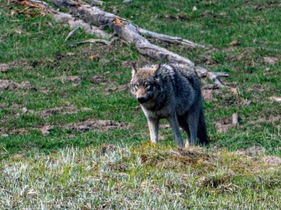 Wolf Stare.jpg