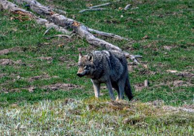 Wolf Staring to the Left at Mud Volcano.jpg