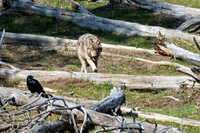 Wolf Stepping Over a Log.jpg