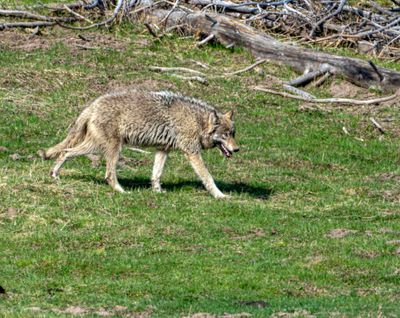 Wolf Walking Near Mud Volcano.jpg